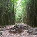 Bamboo Forest Hiking Trek
