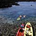 Ukumehame Snorkel Safari, Maui, from Viator.com