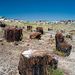 Petrified Forest, Painted Desert and Meteor Crater
