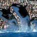 Sea World of California with Transport
