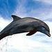 Dolphin Watch and Snorkel Cruise
