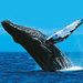 La Jolla Whale Watching Kayak Adventure
