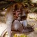 Bali Monkey Forest, Mengwi Temple and Tanah Lot
