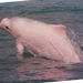 Hong Kong Dolphin Watch
