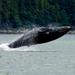 30% Off Juneau Shore Excursion: Whale-Watching Adventure with Mendenhall Glacier Tour