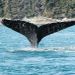 Juneau Whale Watching Adventure and Mendenhall Glacier
