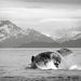 Juneau Whale Watching Adventure, Juneau, from Viator.com