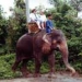Half Day Safari around Phuket
