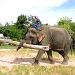 Pattaya Elephant Village, Pattaya, from Viator.com