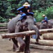 Sampran Elephant Ground and Zoo from Bangkok
