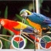 Jurong Bird Park in Singapore
