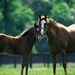 Irish Horse Racing, Japanese Gardens and Guinness Tour, Dublin, from Viator.com