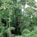 A Glimpse of the Rainforest in Kuala Lumpur
