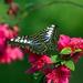 Nature In The City of Kuala Lumpur
