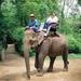 Elephant Sanctuary Private Tour

