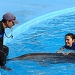 Be a Dolphin Trainer for a Day in Cabo San Lucas
