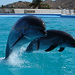 Swim with the Dolphins in Cabo San Lucas
