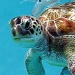 Best of Barbados
