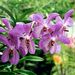 Natural Wonders of Barbados
