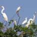 Sunset Eco Tour to Harbor Heron Islands
