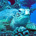 Maui Molokini Crater Snorkel Cruise
