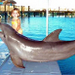 11% Off Dolphin, Shark and Stingray Encounter