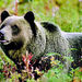 Discover Grizzly Bears from Banff
