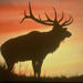 Evening Wildlife Safari
