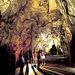 Rotorua, Waitomo Glowworm Caves and Auckland (One Way Tour)
