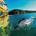 Swim with the Dolphins Cruise in the Bay of Islands departs Auckland, Auckland, from Viator.com