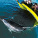 Ultimate Bay Adventure Day Tour (Swim and Interact with Dolphins)
