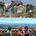Anguilla Dolphin Discovery Swim