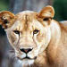 Big Cat Rescue Day Tour
