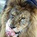 Feed the Big Cats
