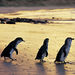 Phillip Island 3 Parks Pass - Penguin Parade and more!