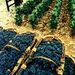 Wine Tasting - Cote de Nuits Region with One Cellar Visit
