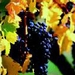 Barossa Valley with Hahndorf Tour from Adelaide