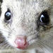 Bonorong Wildlife Park , Derwent River Cruise and Cadbury Chocolate Factory Tour from Hobart