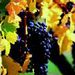 Grand Barossa with Hahndorf Tour from Adelaide
