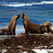 Kangaroo Island in a Day Tour from Adelaide
