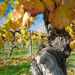 Victor Harbor with McLaren Vale Wine Region Tour from Adelaide
