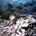 Buccoo Reef, Scarborough, from Viator.com