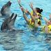 Cozumel Dolphin Trainer, Cozumel, from Viator.com