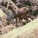 Desert National Wildlife Refuge Nevada Hike with optional Hayford Peak