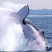 Half-Day Whale Watching and Canal Cruise from the Gold Coast