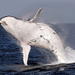 Whale Watching and Surfers Paradise Day Trip from Brisbane