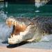 KIDS TRAVEL FREE! Crocosaurus Cove Darwin General Admission Tickets
