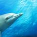 Swim with Dolphins Day Trip from Perth 