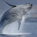 Whale-Watching Cruise and Fremantle Day Trip from Perth