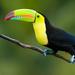 10% Off Roatan Shore Excursion: West Island Tour